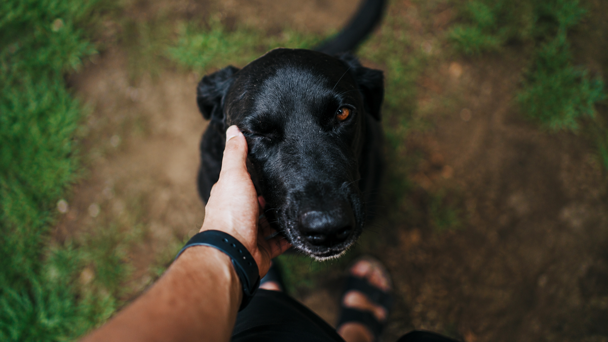 Person gently petting a black dog outdoors during a quiet moment together