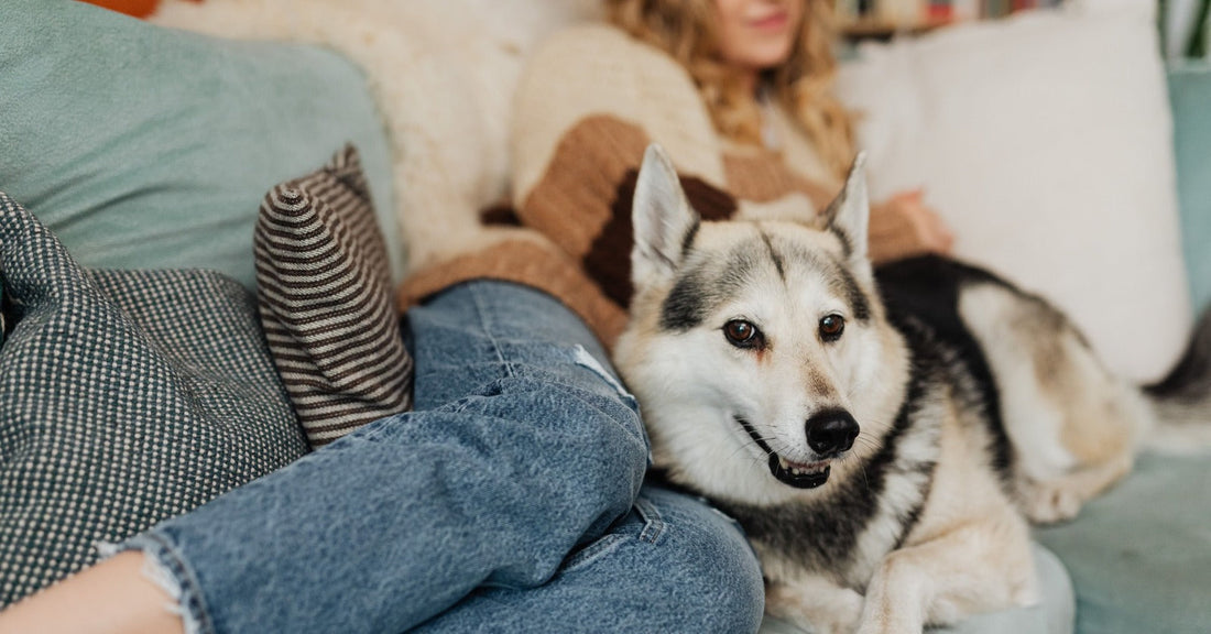 Dog resting comfortably beside its owner on a sofa